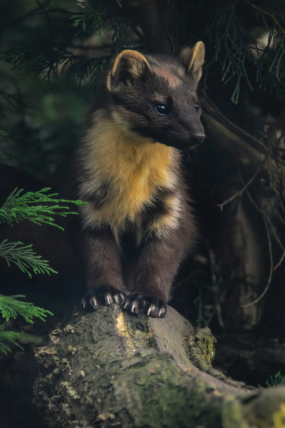 Pine marten