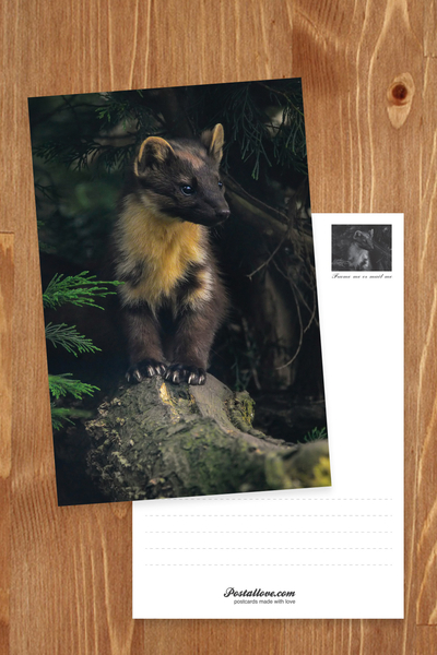 Pine marten