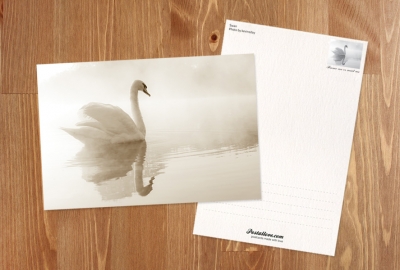 Swan