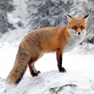 Fox in the snow