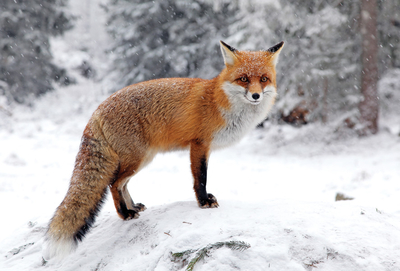 Fox in the snow