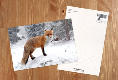 Fox in the snow