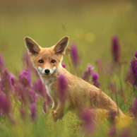 Fox on the glade