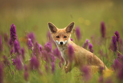 Fox on the glade