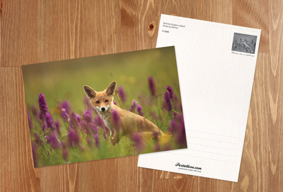 Fox on the glade