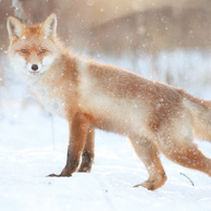 Fox in winter forest