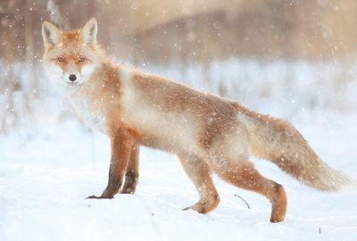 Fox in winter forest