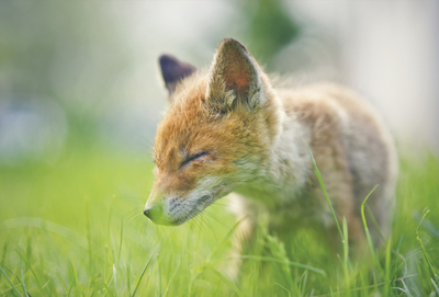 Fox in the grass