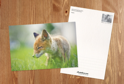 Fox in the grass