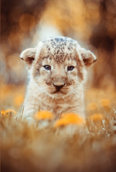 An African lion cub