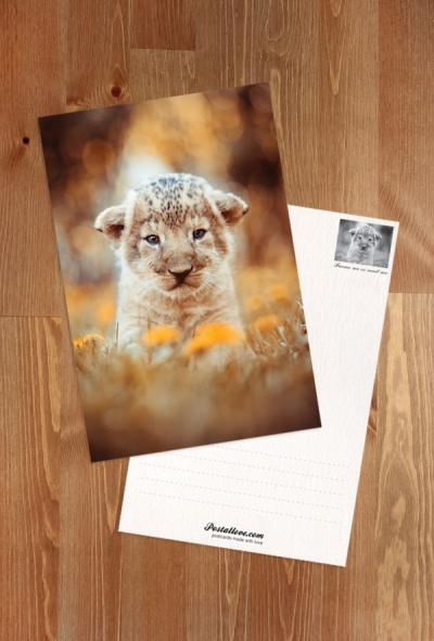 An African lion cub