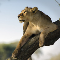 Lioness on a branch