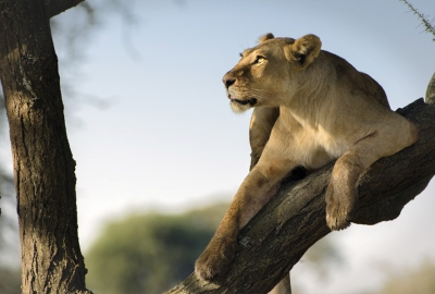 Lioness on a branch