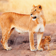 Lioness & lion cub