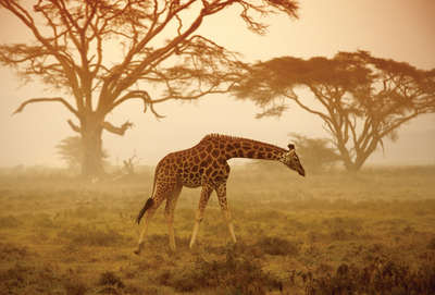 Young giraffe
