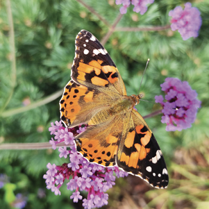 Painted Lady butterfly 