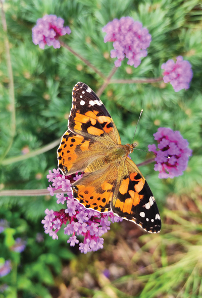 Painted Lady butterfly 