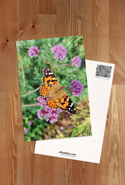 Painted Lady butterfly 