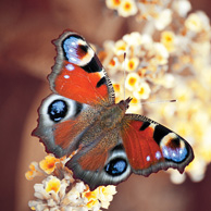 Peacock butterfly