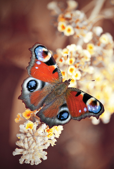 Peacock butterfly