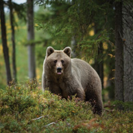 Brown bear