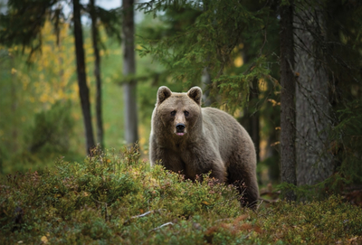 Brown bear