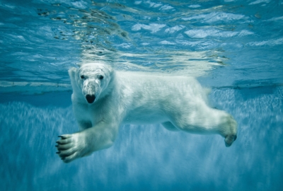 Swimming polar bear
