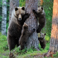 Bear family