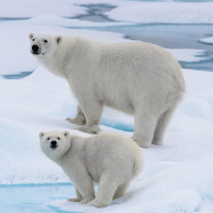 Polar bears