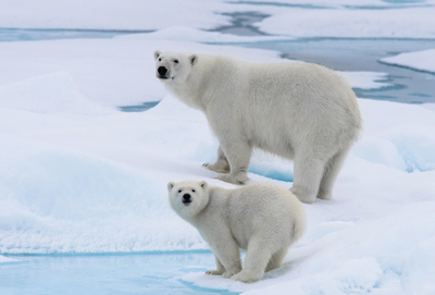 Polar bears
