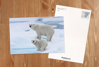 Polar bears
