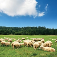 Herd of sheep on mountain meadow