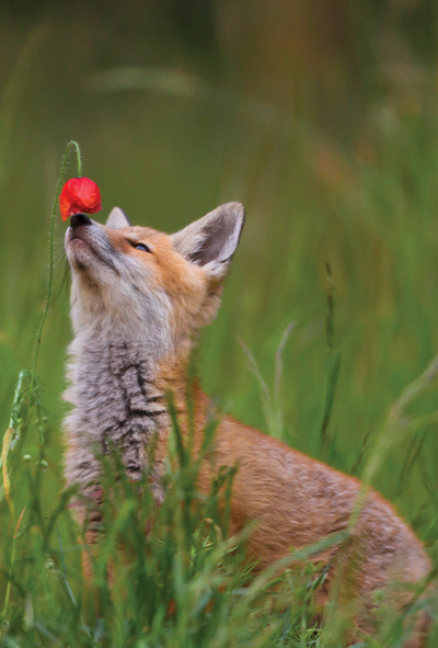 Red fox