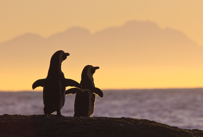 Penguins
