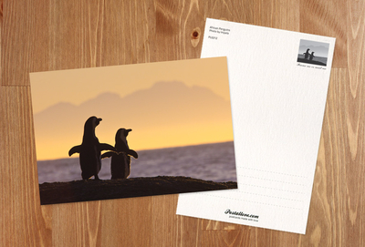 Penguins