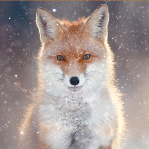 Portrait of a fox