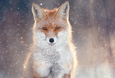 Portrait of a fox