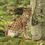 Eurasian lynx