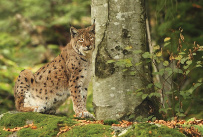 Eurasian lynx