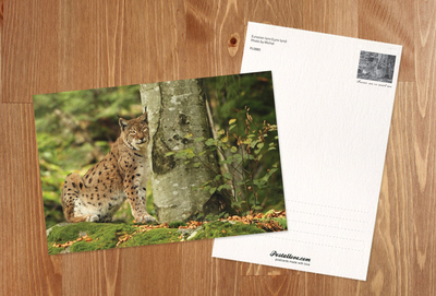 Eurasian lynx