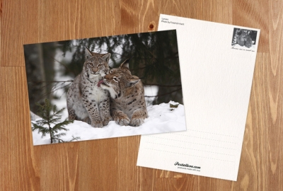Lynxes