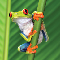 Red-eyed tree frog