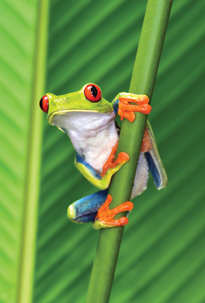 Red-eyed tree frog