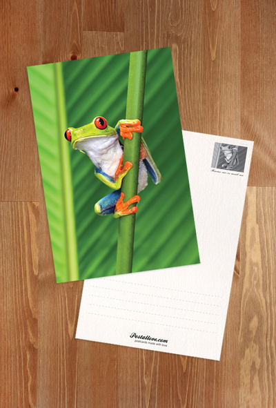 Red-eyed tree frog