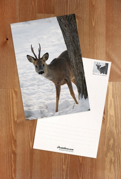 Deer in the snow