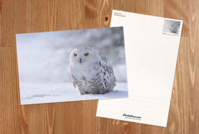 Owl in the snow