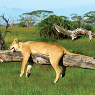 Sleeping young lioness