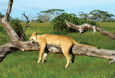 Sleeping young lioness