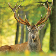 Red deer
