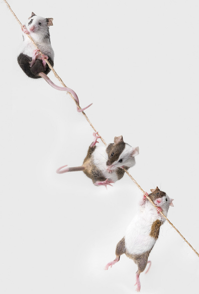Mice